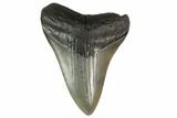 Fossil Megalodon Tooth - South Carolina #130782-1